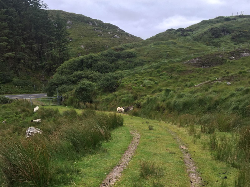 Kerry Way Grassy Path