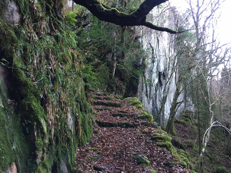 Lickeen Wood Enchanted Gorge 