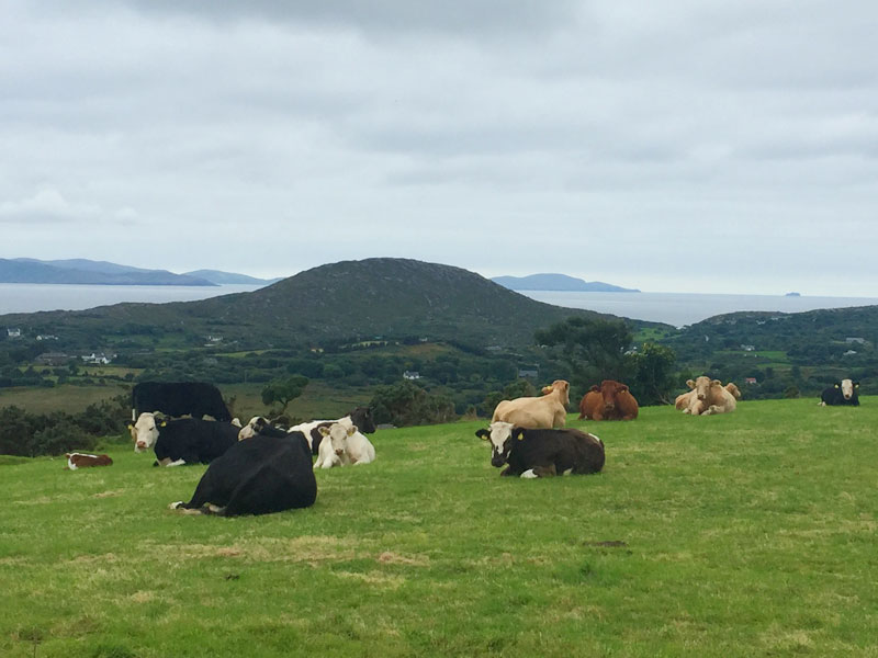 Contented Cows on the Kerry Way