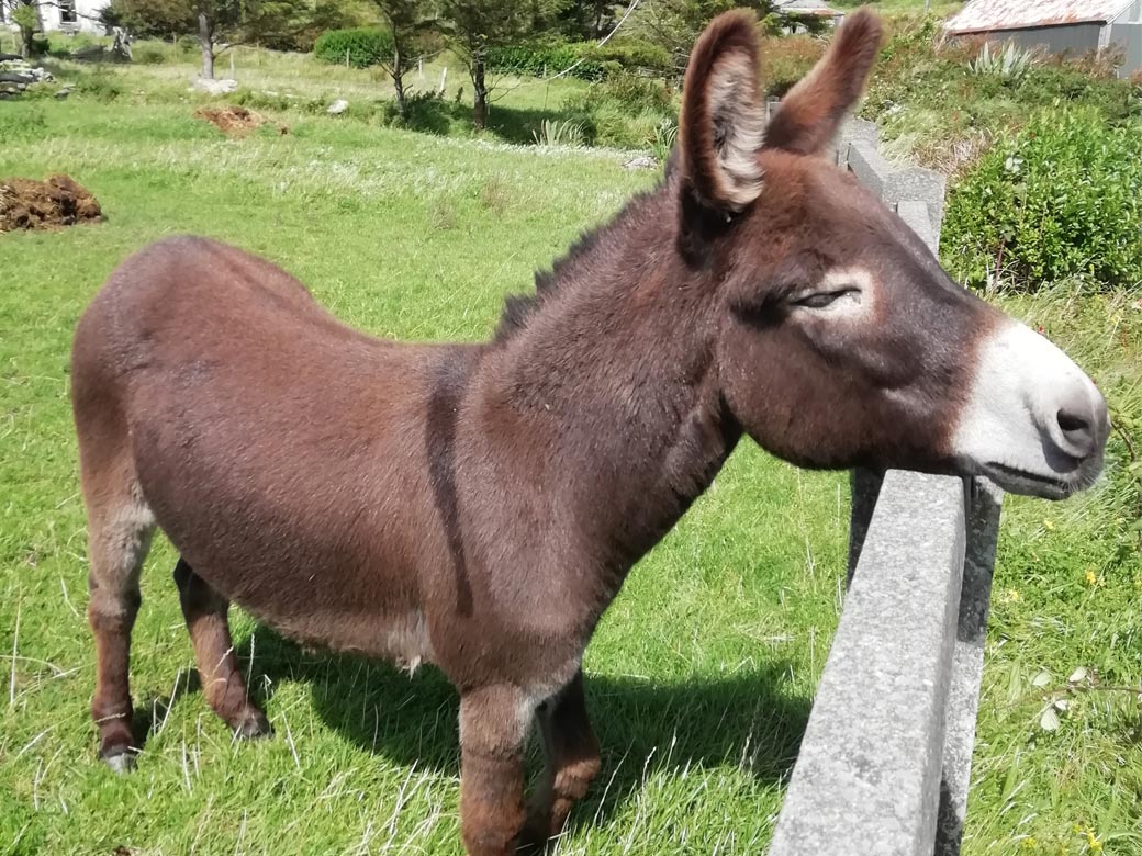 Kerry Donkey