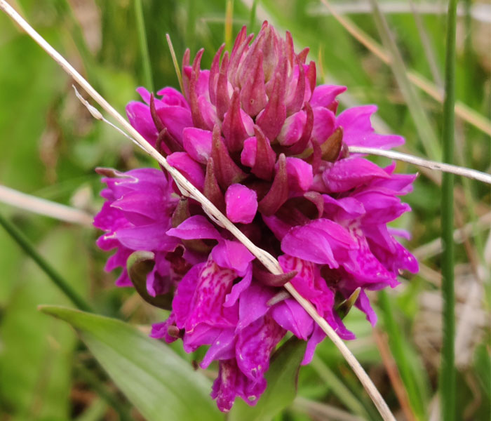 Marsh-Orchid as Spotted in May on our Sneem Walks 